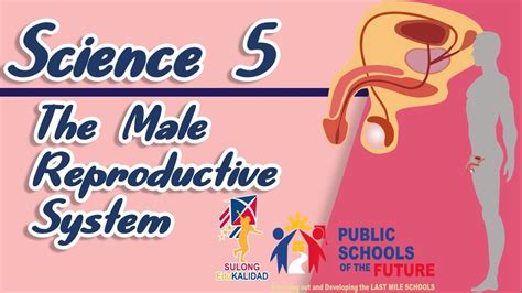Grade 5 The Male Reproductive System Science 5 Youtube