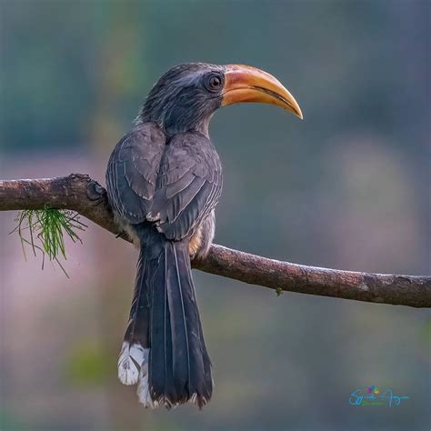 Bird Photographers Of India© On Instagram Malabar Grey Hornbill M