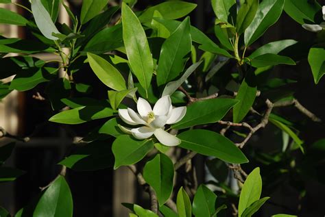 Sweetbay Magnolia What Grows There Hugh Conlon Horticulturalist