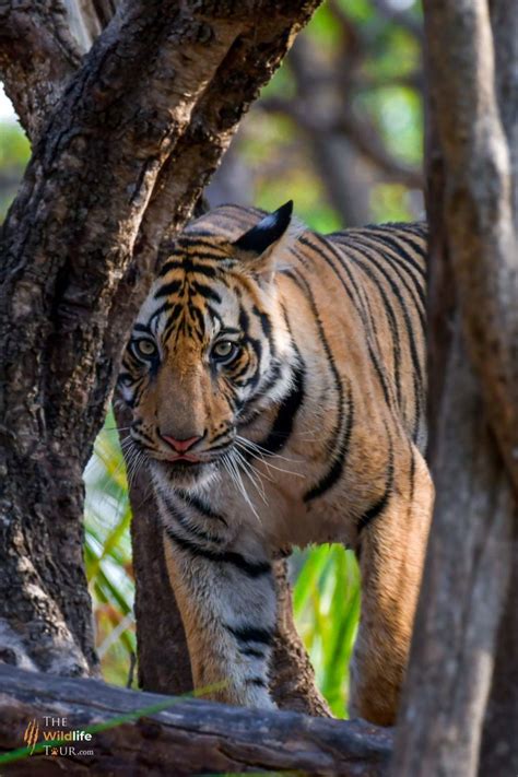 Best Time To See Tigers In India The Wildlife Tour