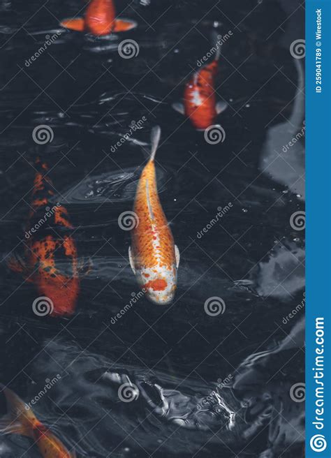 Koi Fish Swimming In The Fish Pond Stock Image Image Of Carp Golden