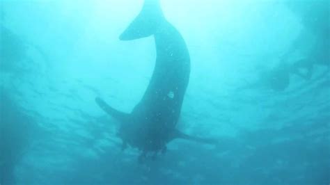 Now you've decided to go; Whale Shark Sighting @ Pulau Perhentian - YouTube