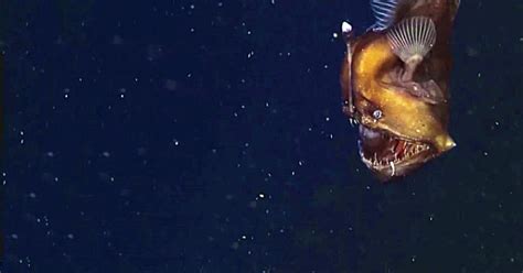 First Ever Footage Of The Black Seadevil Anglerfish The Rainforest