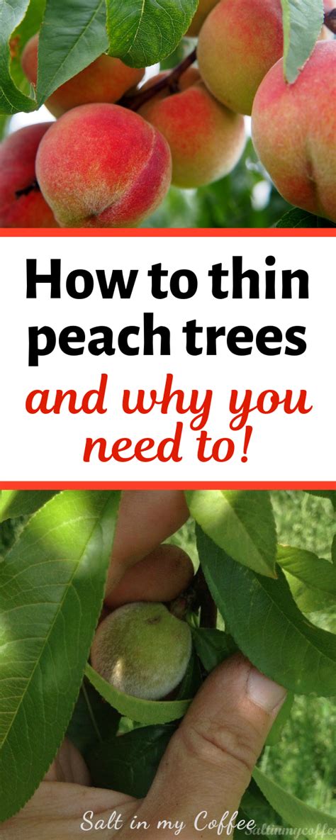 How To Thin Peaches For Better Harvests And Healthier Trees Peach Tree
