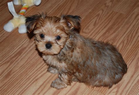 Find shorkie puppies for sale with pictures from reputable shorkie breeders. Shorkie Puppies: Tiki - 8 week old Shorkie