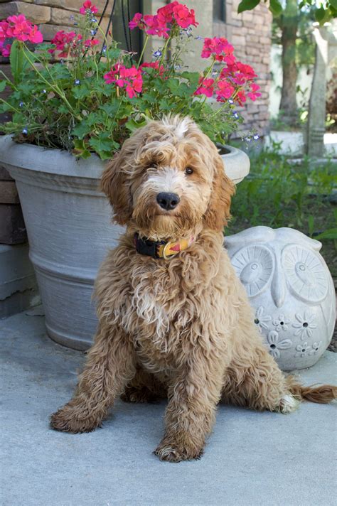 Why are there so many goldendoodle colors? Image result for full grown miniature goldendoodle ...