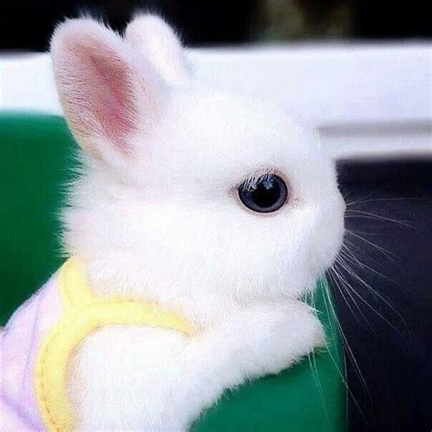 30 Lovable Bunnies To Put You In The Easter Spirit