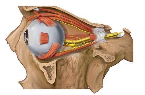 Ciliary Ganglion — Ophthalmology Review