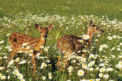 Flowers And Shrubs That Deer Will Not Eat Outside Flowers That