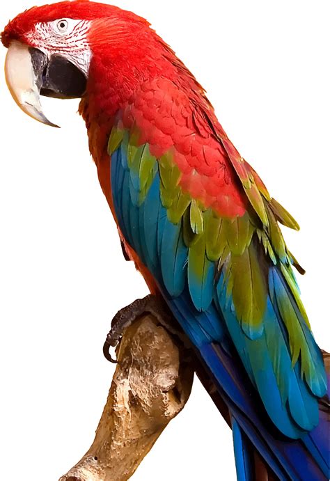 A Colorful Parrot Sitting On Top Of A Tree Branch Next To A Piece Of Wood