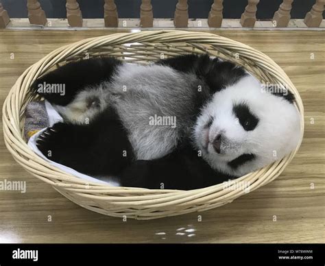 A Giant Panda Cub Rests In A Basket At The Wolong National Nature