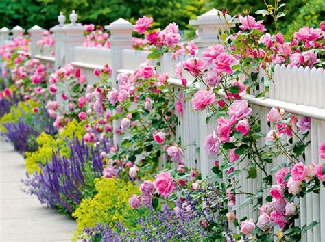 Blühende Rosen Am Gartenzaun Garden Inspiration Ladys Mantle Dream