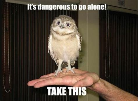 Just 25 Of The Cutest Owl Memes To Brighten Your Day Funny Owl Memes