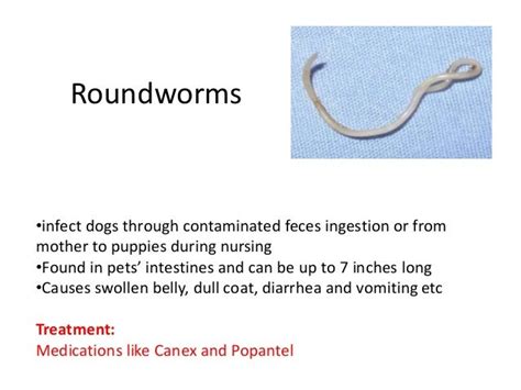 Identify Dog Worm Types