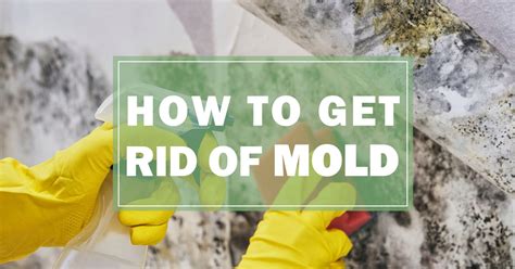Mold can grow anywhere, including in clean homes. How to Get Rid of Mold | COIT