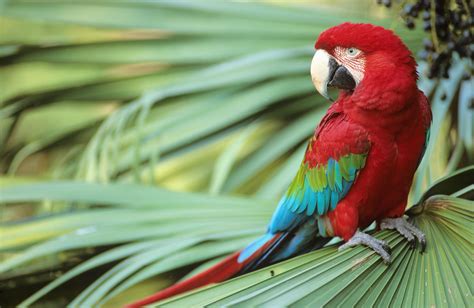 Types Of Macaws To Consider As A Pet