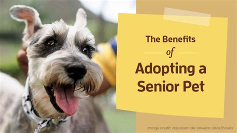 What Are The Benefits Of Adopting A Dog