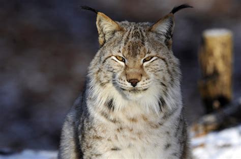 Escaped Lynx From Borth Wild Animal Kingdom Could Be Shot Daily Star