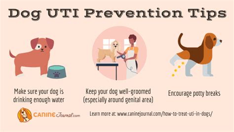 How To Treat A Uti In Female And Male Dogs Signs And Symptoms