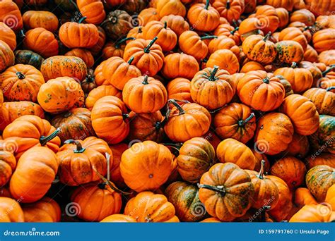 Large Piles Scattering Of Orange Small Pumpkins Stock Photo Image Of