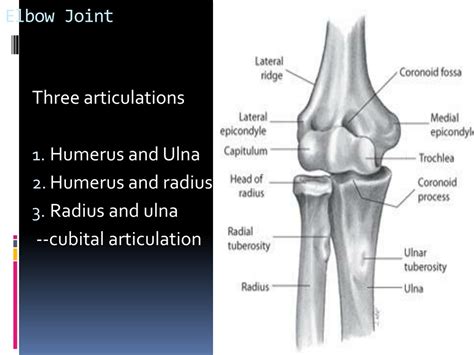 Ppt Elbow Joint Powerpoint Presentation Free Download Id8796306