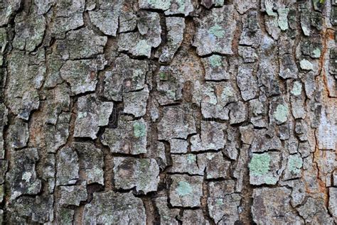 Cracked Tree Bark Stock Photo Image Of Flaky Ecology 103985706