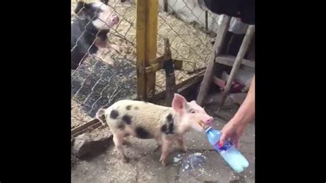 Кормление Поросят С Бутылочки Feeding Piglets From A Bottle Youtube