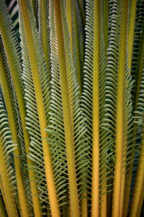 Palm Fronds Palm Fronds Palm Kiawah Island