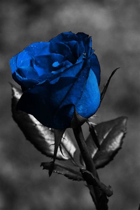 The great collection of rose wallpaper for iphone for desktop, laptop and mobiles. Blue rose iPhone wallpaper | wallpaper for my iPhone ...