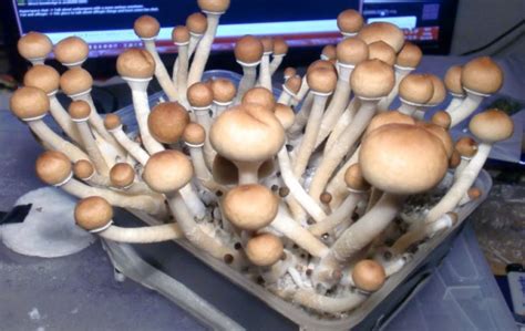 Magic Mushrooms Grow Kits 4 Easy Steps To Growing Magic Mushrooms Amazing Viral News