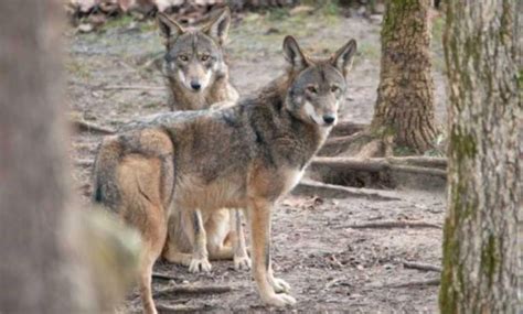 Zoological Facility Wolf Center Endangered Wolf Center Groupon