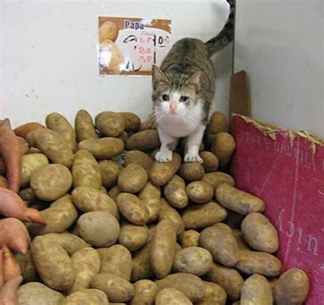 Potatoes Crying Cat Know Your Meme