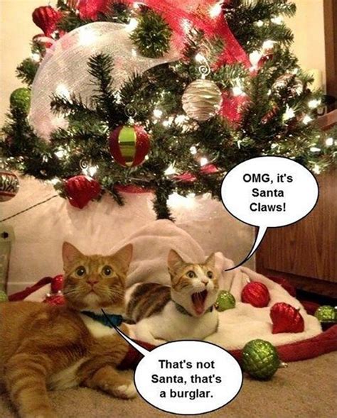 Here Are Some Cats Wanting To Say Merry Christmas Barnorama