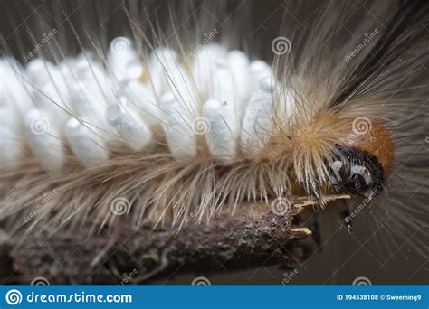 Disparo De Cerca De La Oruga De Polilla De Tussock Que Lleva Un Pupae