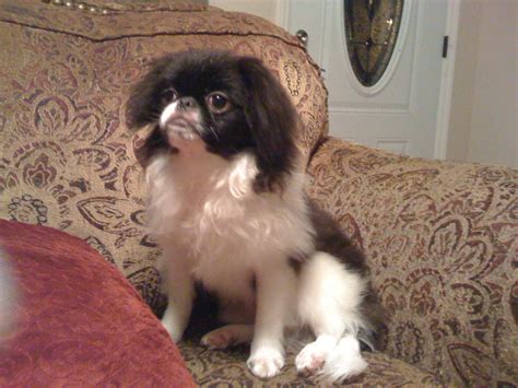 Japanese Chin Puppies For Sale 011 Male Shomeis Fame Sarah Murphy