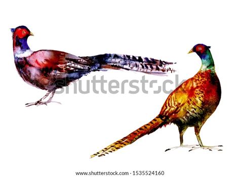 Watercolour Pheasants Male Pair On White Stock Illustration 1535524160