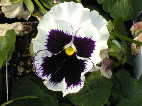 Pansy Matrix Blotch White Pansy From Plantworks Nursery