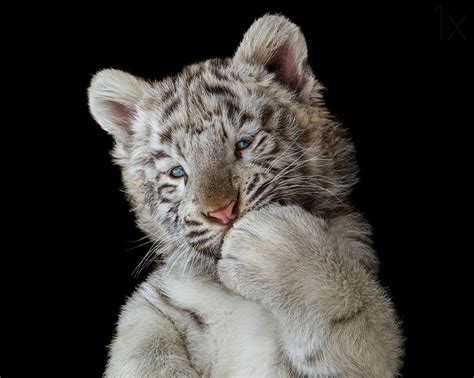 Desktop Wallpapers Tiger Cubs White Paws Animals Black Background
