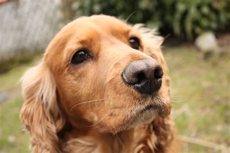Learn more about the american cocker spaniel breed and find out if this dog is the right fit for your home at petfinder! English Cocker Spaniel - SpockTheDog.com