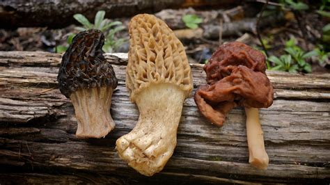 Morel Mushrooms 101 How To Safely Identify And Harvest Morels Youtube