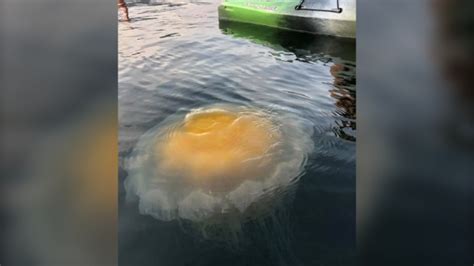 More images for fried egg jellyfish bc » Massive fried egg jellyfish spotted off B.C. coast | CTV News