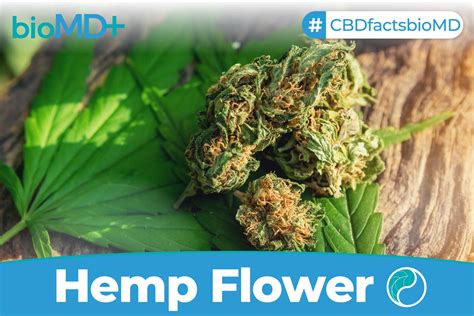 Guaranteed fresh, beautiful carnations delivered for any occasion. ᐉ Hemp Flower For Sale: Available Now ᐉ Dispensary Near Me