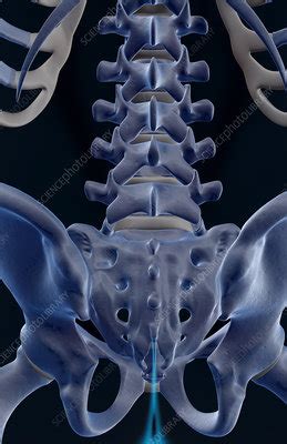 Kids definition of backbone 1 : The bones of the lower back - Stock Image - F001/6386 - Science Photo Library