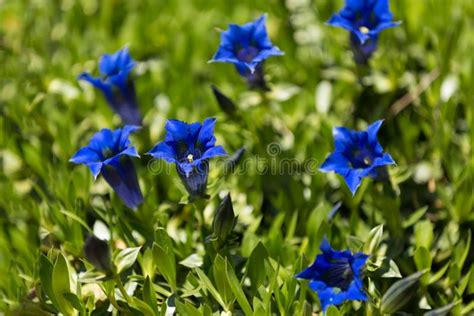 Trumpet Gentiana Blue Spring Flower Garden Stock Photos Free