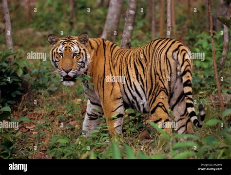 Indochinese Tiger Panthera Tigris Corbetti Phnom Tamao Zoo Cambodia