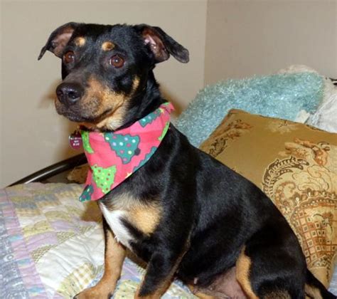 Diamond Miniature Pinscher Young Adoption Rescue For Sale In