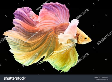 98 Pastel Betta Fish Stock Photos Images And Photography Shutterstock