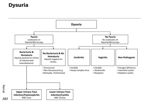 Causes Of Dysuria Differential Diagnosis Algorithm