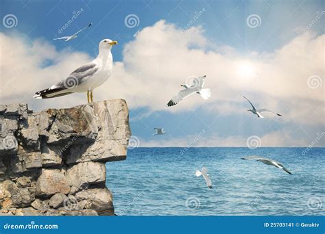 Seagulls In The Skynature Seascape Background Stock Image Image