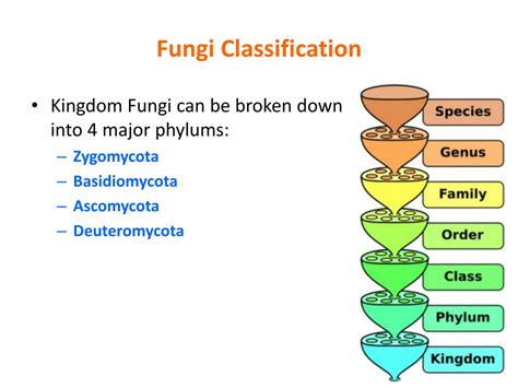 PPT Kingdom Fungi PowerPoint Presentation Free Download ID